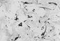 Marble Colorless Series #21